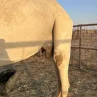 للبيع العشرا الوضحا