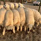 طليان حري طائفي درجه اولى فل شحم و لحم حي الحمدانيه