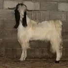 تيس مشروك خصم