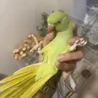 دره اليف ومتكلم