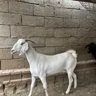 للبيع معزا مقفله شحم