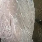 لباني شرط والطعم تحدي
