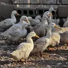 للبيع بكيني بياض