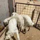 طليان وتيس