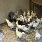 دياكه فيومي