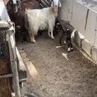 عنز معاها تيس وجفره اعمارهم 3 اسابيع