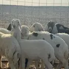 بهم حري فاخر