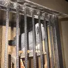 بغبغاء كاسكو