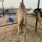 قعود فاخر