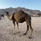 ناقي مداني. للبيع