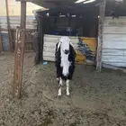 بيع خروف فحل