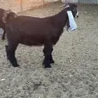 تيس عارضي