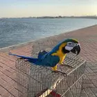 ببغاء مكاو