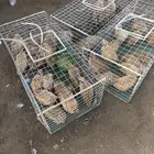 ذكور سمان