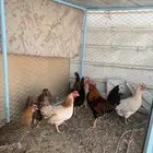 دجاج