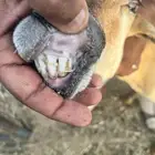 نعجه رفيدي