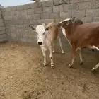 حسلان للبيع