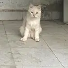 قطط شيرازي العمر سنه 1