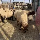 ذبايح للبيع