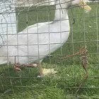 بطه