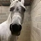 مربط الفواخر عرض خاص لليوم الوطني