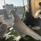 حمام زينه
