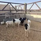 برابر خرفان ولاد الديره ( تم البيع )