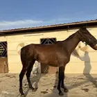 فرس انقليزيه شيخه