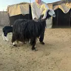 نجديه طيبه والد