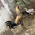 ديك ودجاج باكستاني