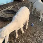 خرفان
