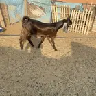 ثلاث معزا مشاريك خصم دفيع قريبات ولاد