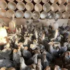 دجاج فيومي شبابي بالحناكيه