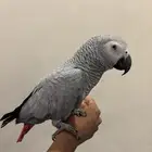 كاسكو اليف و متكلم في الوجه و على اليد الطير تم البيع