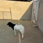 خروف رفيدي جذع تربيه 4 شهور جرم كبير