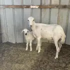 نعجه متبع للبيع