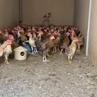 دجاج بلدي وديوك