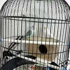 للبيع عصافير