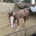 مهرلبيع