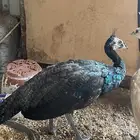 طائووس