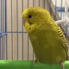 طير بادجي انثى مطلوب ذكر بادجي للتزواج
