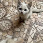 مجموعة قطط للبيع