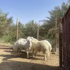 5 طليان طيبه