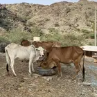 بقر محايل عسير