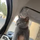 سكوتش ستريت