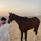 خيل الام عربيه الاب انجليري