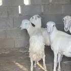 رخل حري السن ثنيه