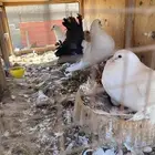 شماسي