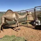 بكره ذلول لقحه