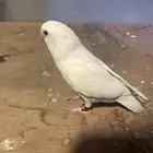 روز اليف وهدد داخلي